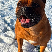 Vicky a rejoint le concours — aidez-le/la à gagner de superbes lots ! animal, brown_dog, canine, close_up, daylight, dog, excited, fur, happy, nature, outdoor, paw, pet, playful, snout, snow, standing, sunlight, tongue_out, winter