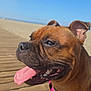 animal, beach, blue_sky, boardwalk, brown_dog, canine, closeup, daytime, dog, happy, leash, nature, outdoor, panting, pet, pink_harness, portrait, summer, sunny, tongue_out