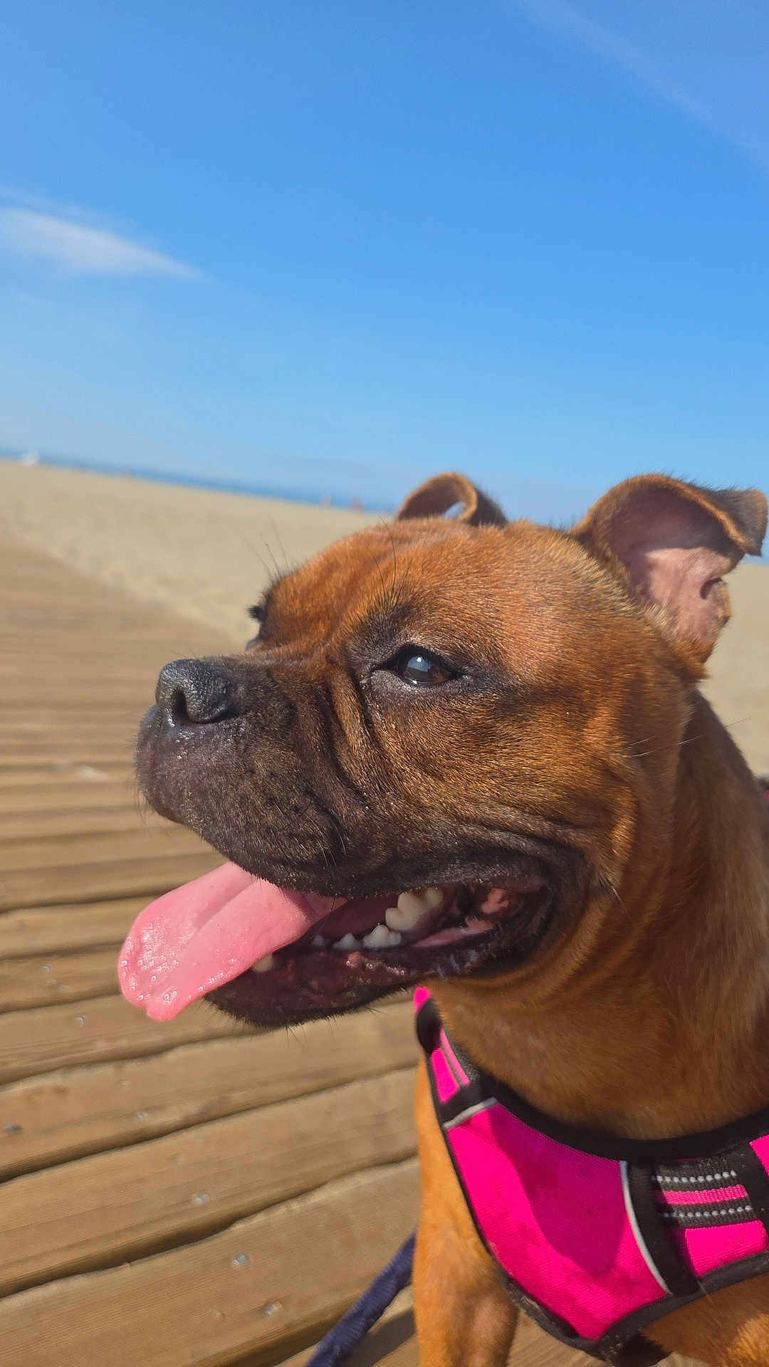 Vicky a rejoint le concours — aidez-le/la à gagner de superbes lots ! dog, panting, tongue_out, brown_dog, pink_harness, closeup, outdoor, beach, boardwalk, sunny, daytime, blue_sky, pet, canine, animal, happy, summer, nature, leash, portrait