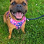 Vicky a rejoint le concours — aidez-le/la à gagner de superbes lots ! dog, happy, smiling, grass, outdoor, pet, canine, leash, harness, nature, greenery, flower, playful, cute, animal, tongue_out, summer, daylight, closeup, sitting