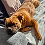 Vicky a rejoint le concours — aidez-le/la à gagner de superbes lots ! dog, sleeping, brown_dog, couch, pillows, sunlight, shadow, resting, indoor, cozy, pet, relaxation, fur, snout, paw, comfort, home, blanket, furniture, nap