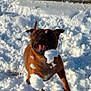 animal, brown_dog, canine, cold, daylight, dog, excited, fur, happy, jumping, mouth_open, nature, outdoor, paw, pet, playful, snow, snowball, wall, winter