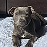 Aiko a rejoint le concours — aidez-le/la à gagner de superbes lots ! puppy, dog, gray_dog, lying_down, fluffy_rug, sunlight, indoor, pet, animal, cute, young_dog, relaxed, looking_at_camera, ears_up, brown_eyes, shadow, floor, wooden_background, domestic_animal, cozy