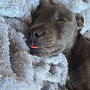 Aiko a rejoint le concours — aidez-le/la à gagner de superbes lots ! dog, sleeping, tongue_out, blanket, cozy, gray_dog, pet, fur, cute, snuggled, resting, indoors, close_up, animal, soft_texture, relaxed, face, nose, ears, warm