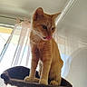 animal, cat, cat_tree, cozy, curious, curtains, ears, feline, fur, ginger_cat, home, indoor, licking, paws, pet, soft_light, sunlight, tongue_out, whiskers, window