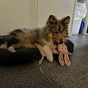 Adés a rejoint le concours — aidez-le/la à gagner de superbes lots ! dog, puppy, stuffed_toy, bed, floor, indoor, playful, fluffy, animal, pet, toy, relaxed, lying_down, black_bed, pink_toy, ears, fur, snout, home, cozy