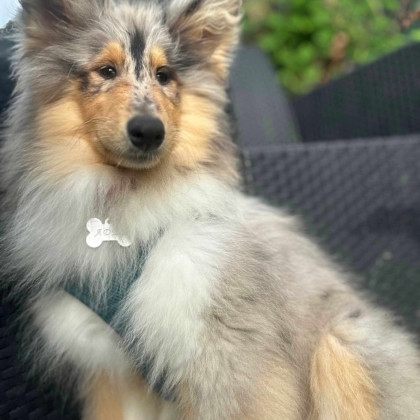 Adés participe au concours pour gagner de l'argent avec cette photo : animal, canine, chair, collar, cute, dog, ears, facing_forward, fence, fluffy, fur, garden, nature, outdoor, pet, portrait, relaxed, shetland_sheepdog, sitting, tag