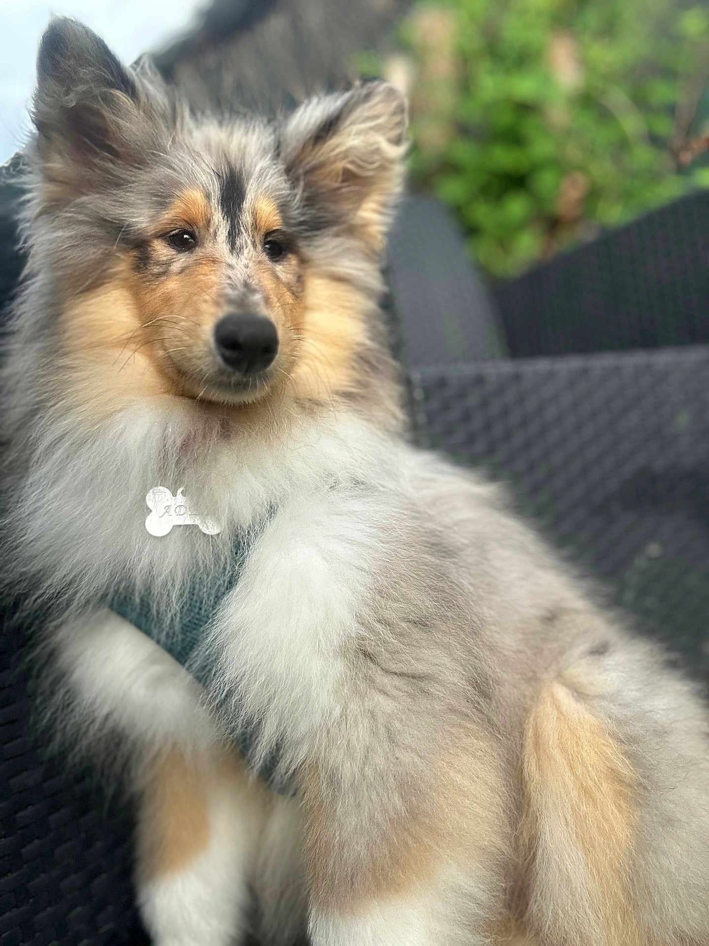 Adés participe au concours pour gagner de l'argent avec cette photo : dog, shetland_sheepdog, fluffy, outdoor, pet, canine, fur, animal, chair, portrait, cute, relaxed, nature, fence, garden, ears, collar, tag, sitting, facing_forward
