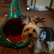 Tater Tot is registered to the contest to win money with this photo: dog, antlers, pet_bed, christmas, holiday, indoor, carpet, furniture, plaid, costume, decor, brown, small_dog, canine, cozy, festive, fur, pet, animal, home