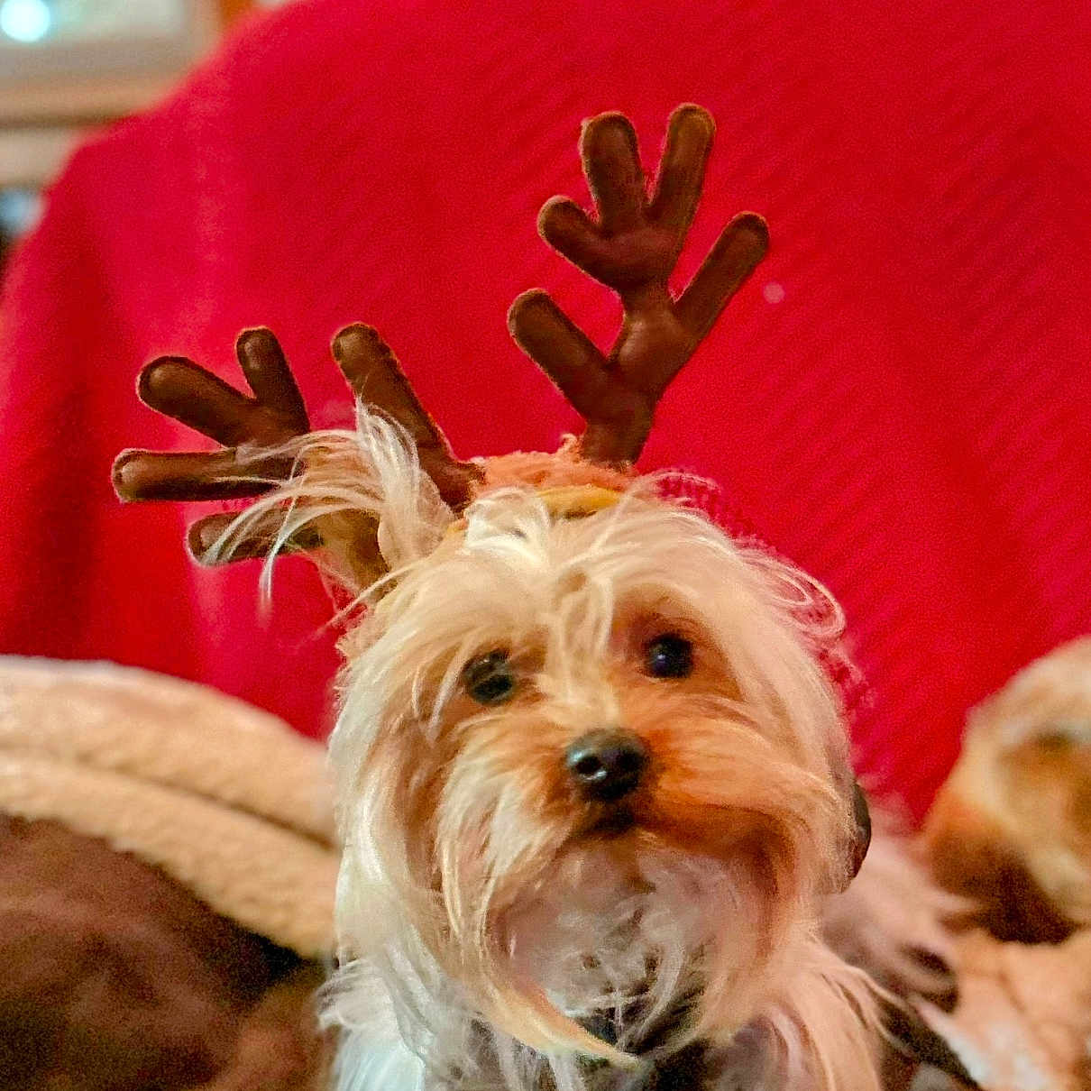 Tater Tot joined the competition — help win amazing prizes! animal, blanket, brown, christmas, companion, cozy, cute, cute_pet, dog, festive, fur, fur_texture, holiday, indoor, pet, portrait, reindeer_antlers, relaxing, small_dog, white