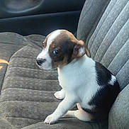 Tuffy is registered to the contest to win money with this photo: animal, black, brown, car_interior, car_seat, cute, dog, ears, eyes, fur, indoor, nose, pet, puppy, seat_belt, sitting, small_dog, vehicle, white, young