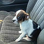 animal, black, brown, car_interior, car_seat, cute, dog, ears, eyes, fur, indoor, nose, pet, puppy, seat_belt, sitting, small_dog, vehicle, white, young
