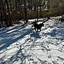 Tucker joined the competition — help win amazing prizes! dog, black_dog, snow, footprints, trees, shadow, sunlight, outdoor, winter, playful, yard, nature, animal, pet, fence, bare_trees, daytime, canine, happy, forest