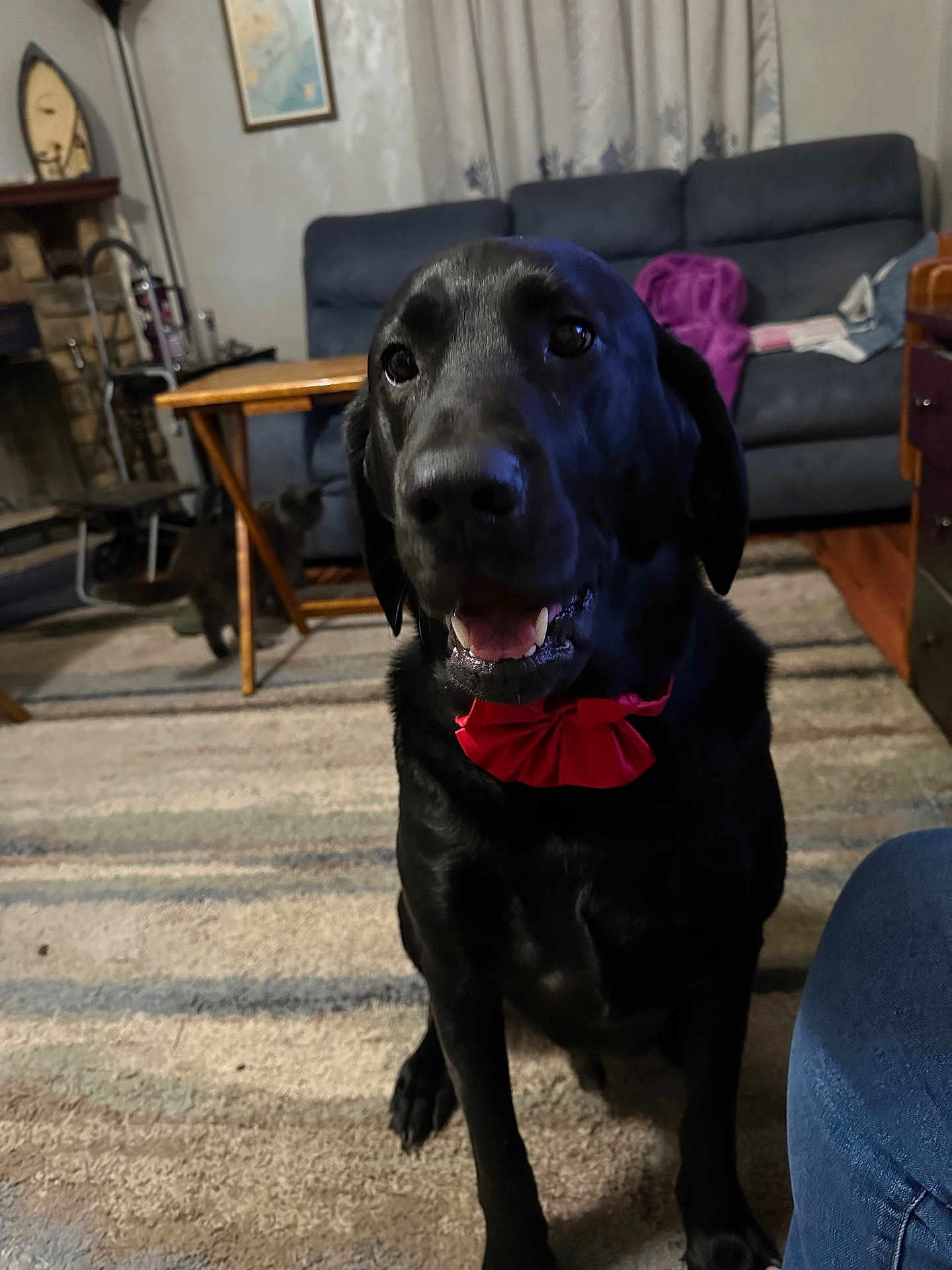 Tucker joined the competition — help win amazing prizes! dog, black_lab, red_bow_tie, cat, living_room, couch, table, curtains, carpet, fireplace, wooden_furniture, pet, indoor, smiling_dog, floor, home, cozy, animal, companion, furniture