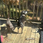 Sammie is registered to the contest to win money with this photo: animal, cat, collar, companions, curious, daytime, dog, domestic_animal, fence, nature, outdoor, pet, quiet, shadow, sunlight, tail, tree, watching, wood, wooden_porch