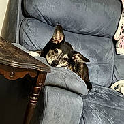 Sammie is registered to the contest to win money with this photo: dog, couch, furniture, gray, resting, indoor, pet, relaxed, ear, wooden_table, home, cozy, canine, animal, living_room, blanket, comfort, domestic, fur, laying_down