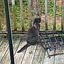 Genesis is registered to the contest to win money with this photo: cat, gray_cat, outdoor, porch, wooden_floor, wooden_railing, greenery, tree_trunk, feline, tail, nature, animal, sitting, back_view, daylight, quiet, peaceful, curious, pet, wildlife