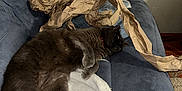 Genesis joined the competition — help win amazing prizes! cat, gray_cat, couch, blanket, paper_bag, indoor, relaxing, furniture, pet, fur, sleeping, cozy, soft, floor, wall, domestic, animal, resting, home, fabric