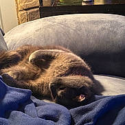 Genesis is registered to the contest to win money with this photo: cat, black_cat, sleeping, couch, blanket, indoor, cozy, relaxing, furniture, pet, animal, fur, nap, home, soft, domestic, resting, closeup, comfortable, quiet