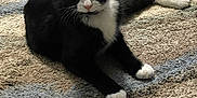 Hershey is registered to the contest to win money with this photo: cat, tuxedo_cat, black_and_white, pet, indoor, carpet, collar, bell, relaxed, animal, feline, paws, laying_down, texture, patterned_carpet, curious, whiskers, fur, domestic_cat, closeup