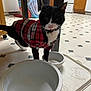 cat, black_and_white, plaid_shirt, kitchen, floor, food_bowl, water_bowl, pet, domestic_animal, curious, indoor, feline, collar, table_leg, tile_floor, cabinet, appliance, empty_bowl, standing, looking