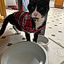 cat, black_and_white, plaid_shirt, pet_clothing, indoor, kitchen, water_bowl, food_bowl, tiled_floor, curtain, table, domestic_animal, pet, animal, floor, collar, curious, standing, feline, household