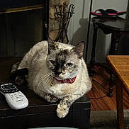 Tibbies is registered to the contest to win money with this photo: cat, animal, pet, indoor, table, remote_control, fireplace, stone_wall, furniture, wood_floor, collar, bell, relaxed, domestic, cozy, mammal, whiskers, ears, paw, home