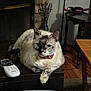 cat, animal, pet, indoor, table, remote_control, fireplace, stone_wall, furniture, wood_floor, collar, bell, relaxed, domestic, cozy, mammal, whiskers, ears, paw, home