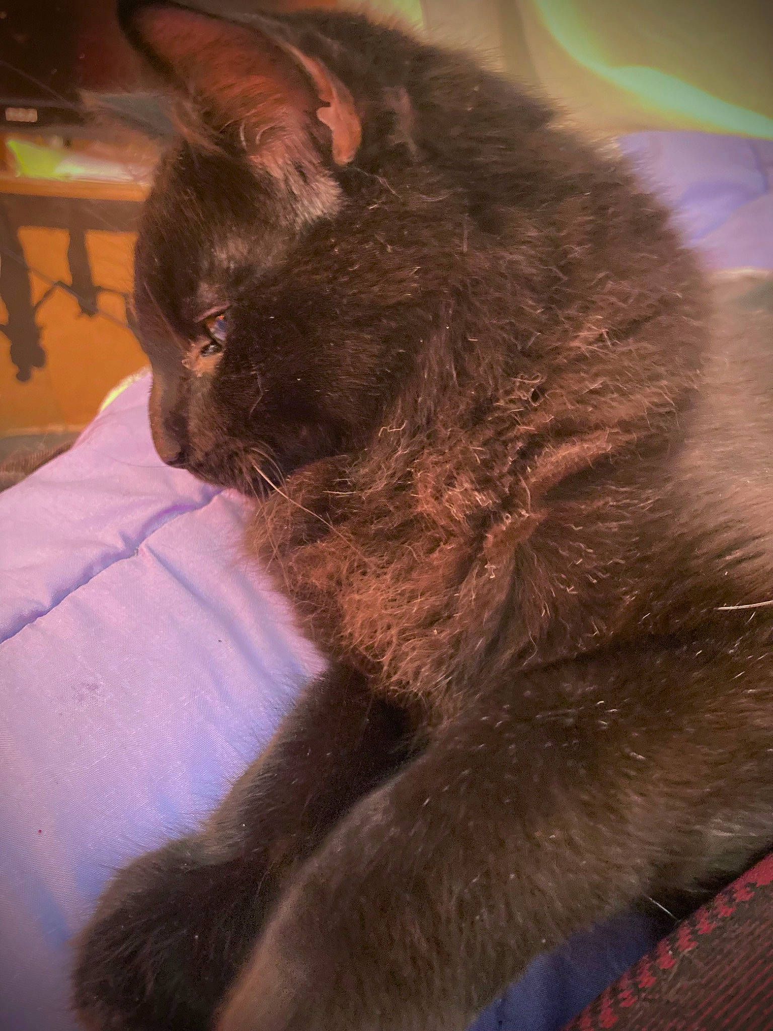 Erebus is registered to the contest to win money with this photo: black_cat, bombay, carnivore, cat, claw, comfort, domestic_short_haired_cat, ear, fawn, felidae, foot, fur, human_leg, liver, paw, small_to_medium_sized_cats, snout, tail, terrestrial_animal, whiskers