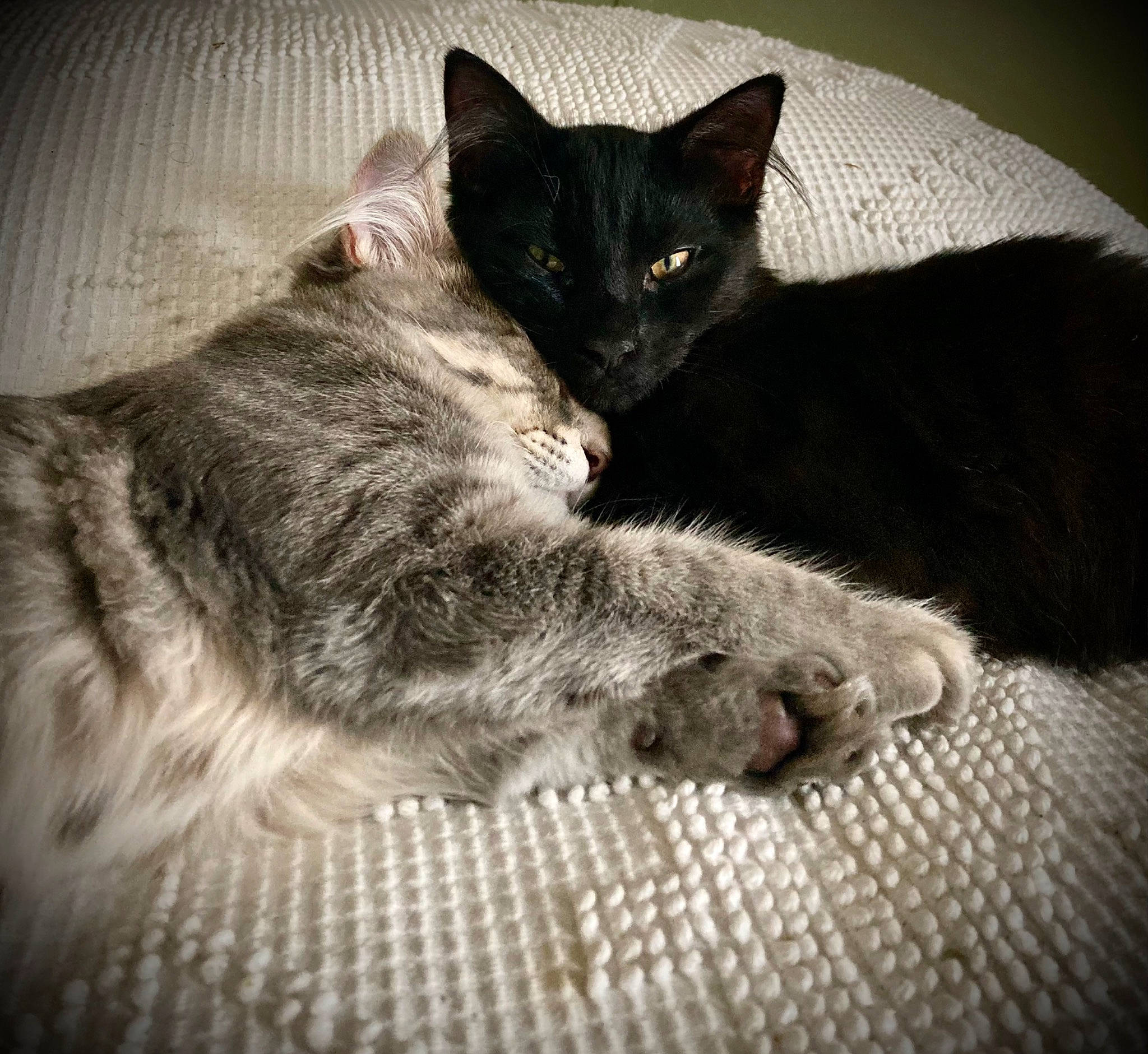 Erebus is registered to the contest to win money with this photo: black_cat, carnivore, cat, claw, comfort, domestic_short_haired_cat, felidae, fur, grey, monochrome, monochrome_photography, nap, paw, sitting, sleep, small_to_medium_sized_cats, snout, tail, whiskers