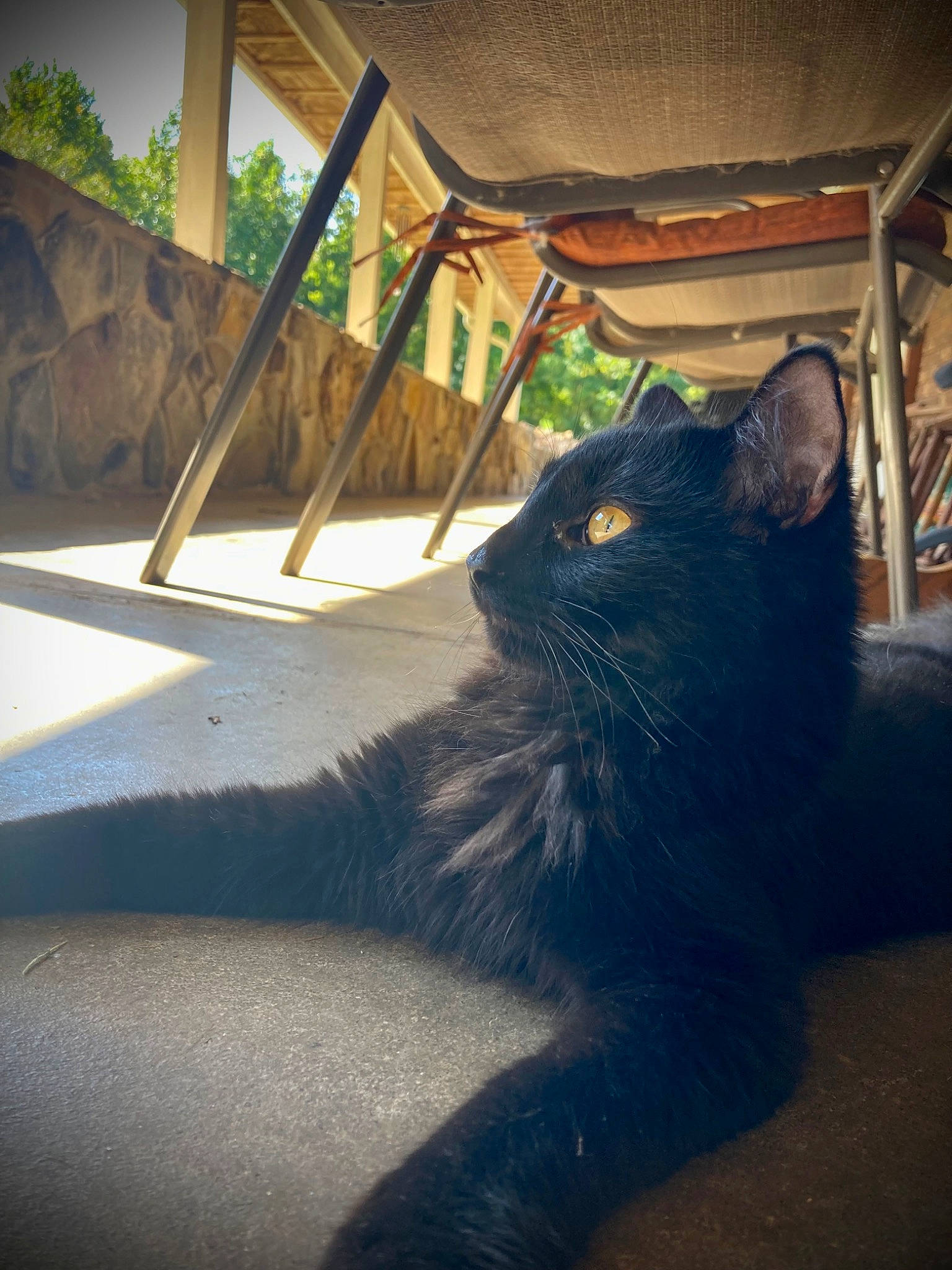 Erebus is registered to the contest to win money with this photo: black_cat, carnivore, cat, domestic_short_haired_cat, electric_blue, felidae, fur, morning, plant, shade, shadow, small_to_medium_sized_cats, snout, sunlight, tail, tints_and_shades, tree, whiskers, window, wood