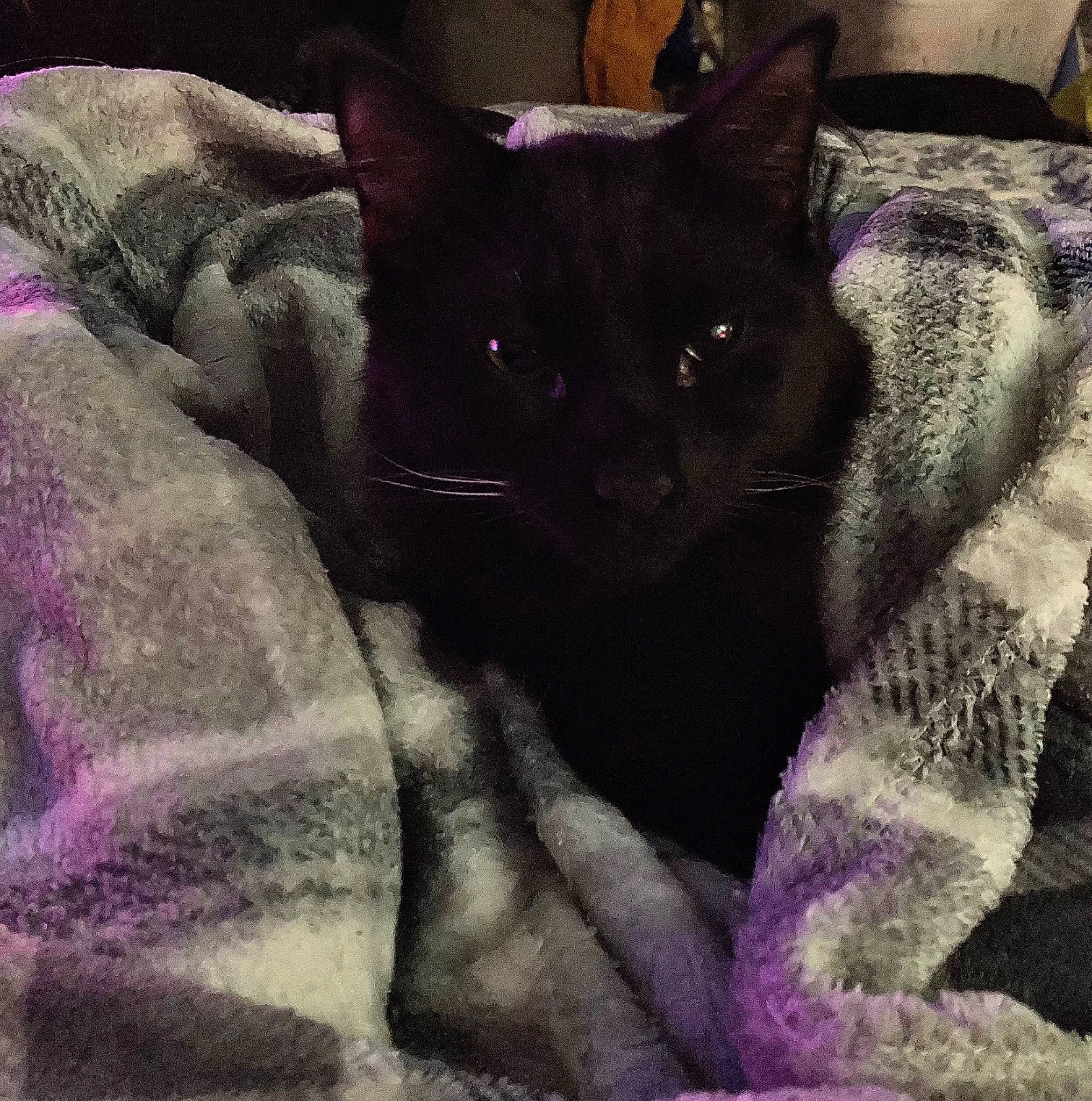 Erebus joined the competition — help win amazing prizes! bedding, black_cat, bombay, carnivore, cat, cat_supply, comfort, domestic_short_haired_cat, felidae, fur, grey, linens, magenta, pattern, purple, small_to_medium_sized_cats, snout, tail, tints_and_shades, whiskers