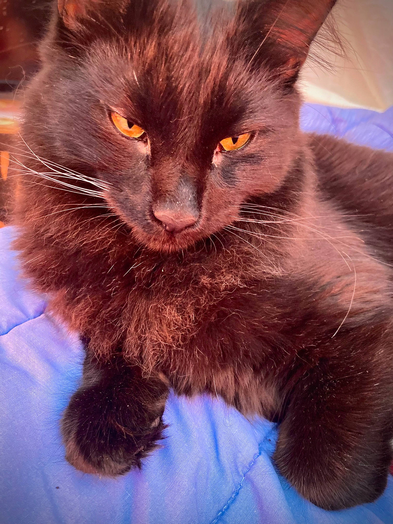 Erebus joined the competition — help win amazing prizes! black_cat, carnivore, cat, cat_supply, claw, comfort, domestic_short_haired_cat, electric_blue, eye, felidae, foot, fur, iris, paw, small_to_medium_sized_cats, snout, tail, terrestrial_animal, whiskers, window