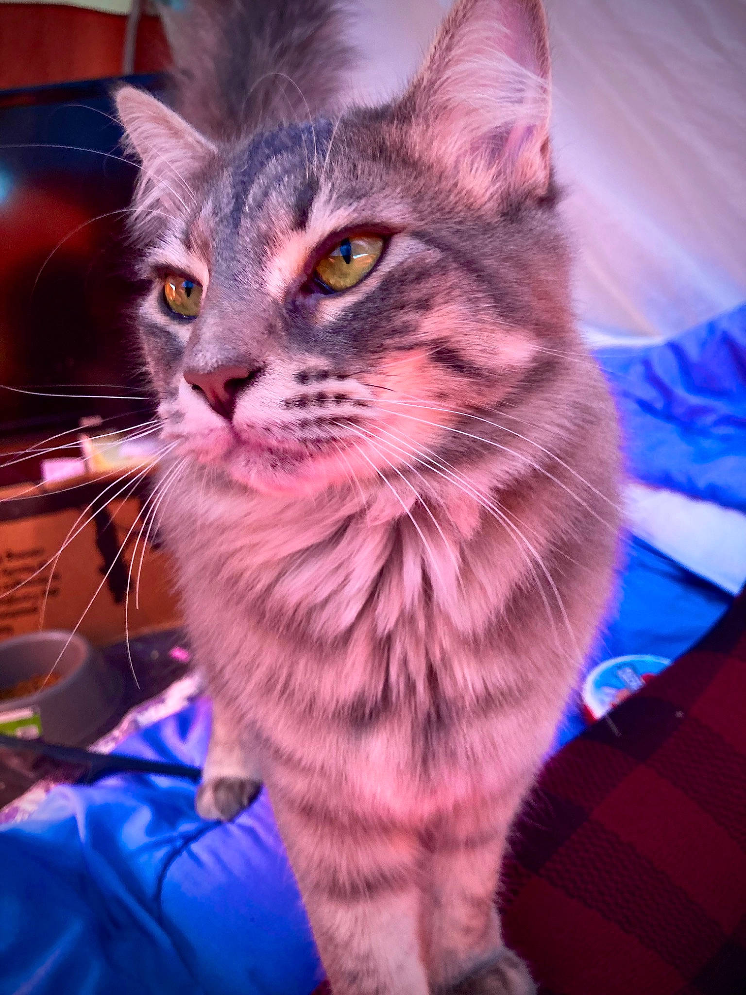 Kiara is registered to the contest to win money with this photo: carnivore, cat, claw, domestic_short_haired_cat, electric_blue, event, felidae, fur, iris, lap, magenta, paw, pink, sitting, small_to_medium_sized_cats, snout, tail, whiskers