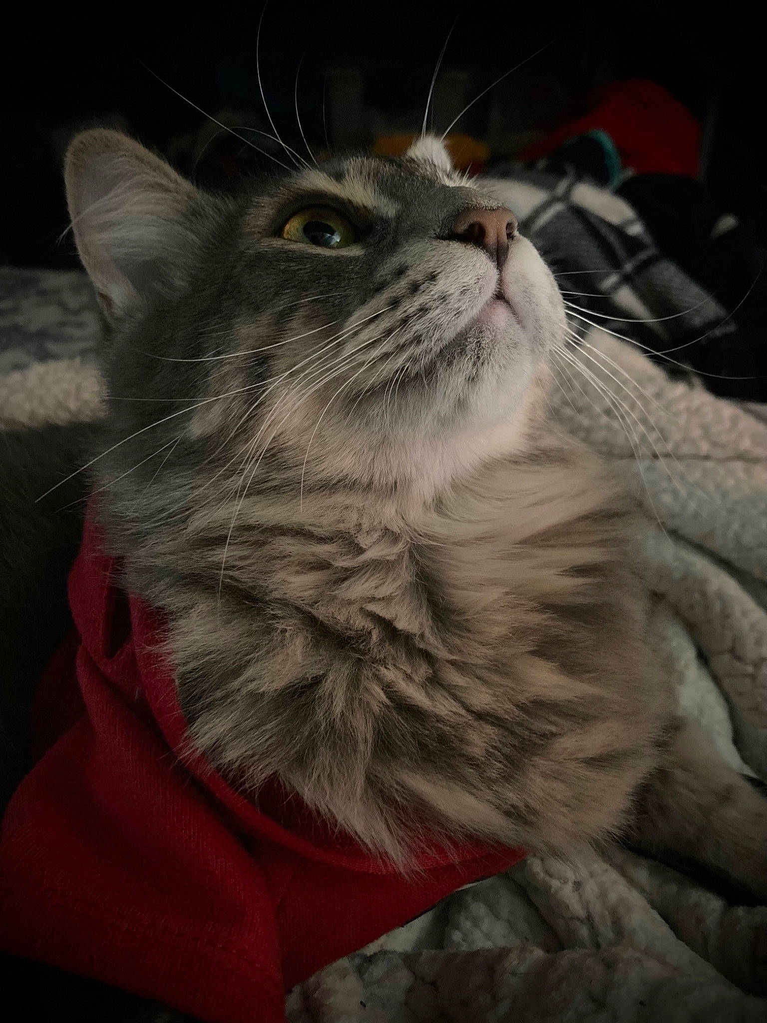 Kiara is registered to the contest to win money with this photo: carnivore, cat, claw, comfort, domestic_short_haired_cat, felidae, fur, grey, monochrome_photography, paw, small_to_medium_sized_cats, snout, whiskers