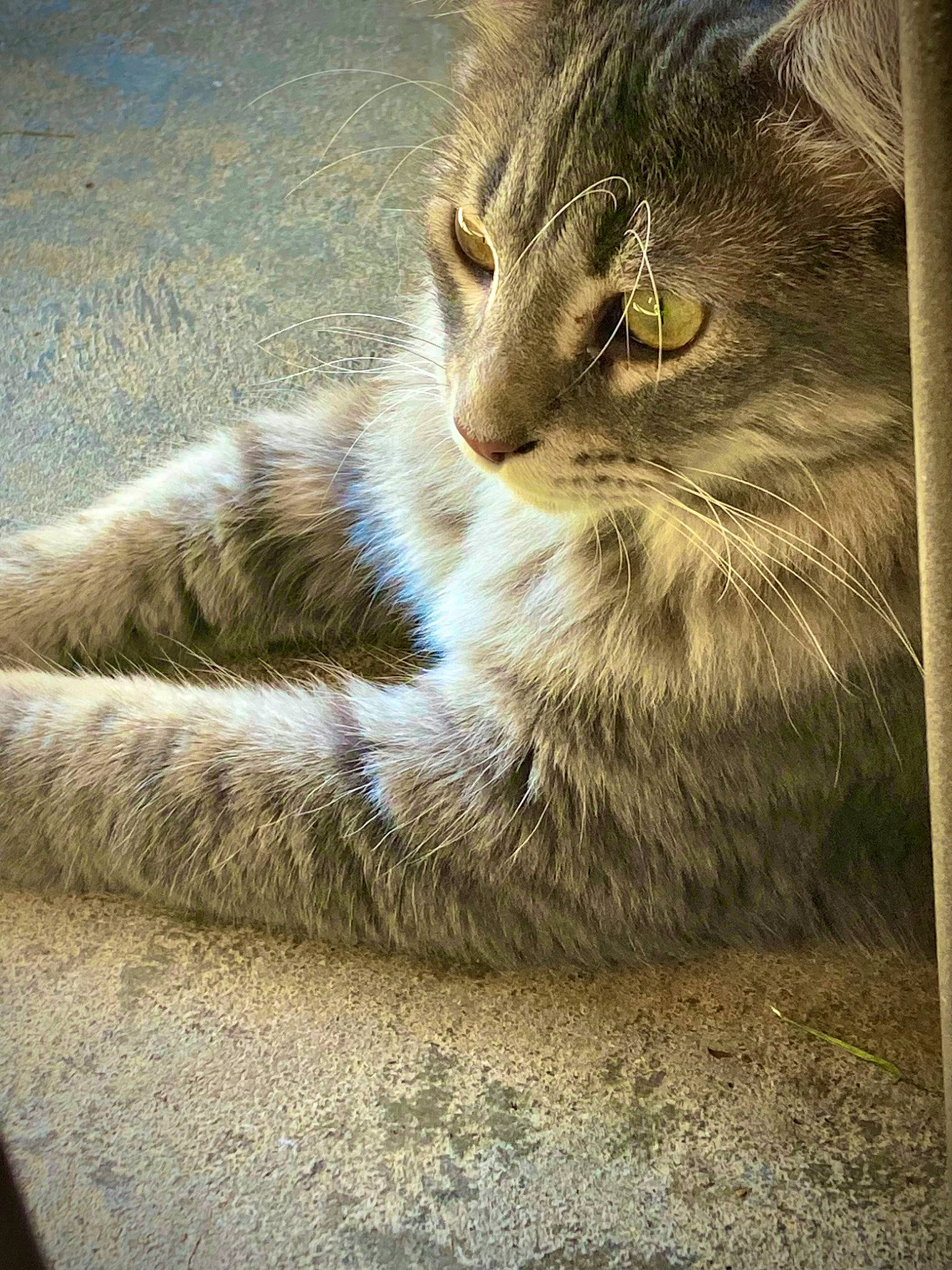 Kiara is registered to the contest to win money with this photo: carnivore, cat, claw, domestic_short_haired_cat, door, felidae, fur, grey, paw, rectangle, sitting, small_to_medium_sized_cats, snout, tail, terrestrial_animal, tree, whiskers, wildlife, wood