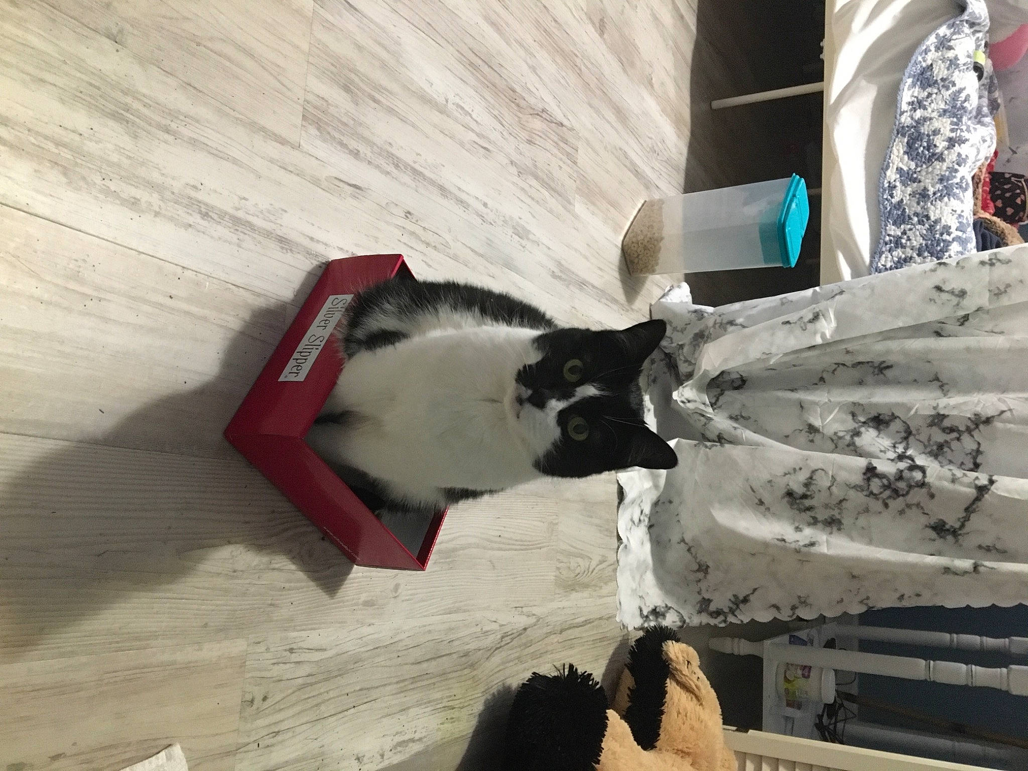 Jasmine joined the competition — help win amazing prizes! art, canidae, carmine, carnivore, cat, dog_breed, felidae, flooring, fur, hardwood, pet_supply, shadow, small_to_medium_sized_cats, sporting_group, tail, tints_and_shades, tree, whiskers, winter, wood