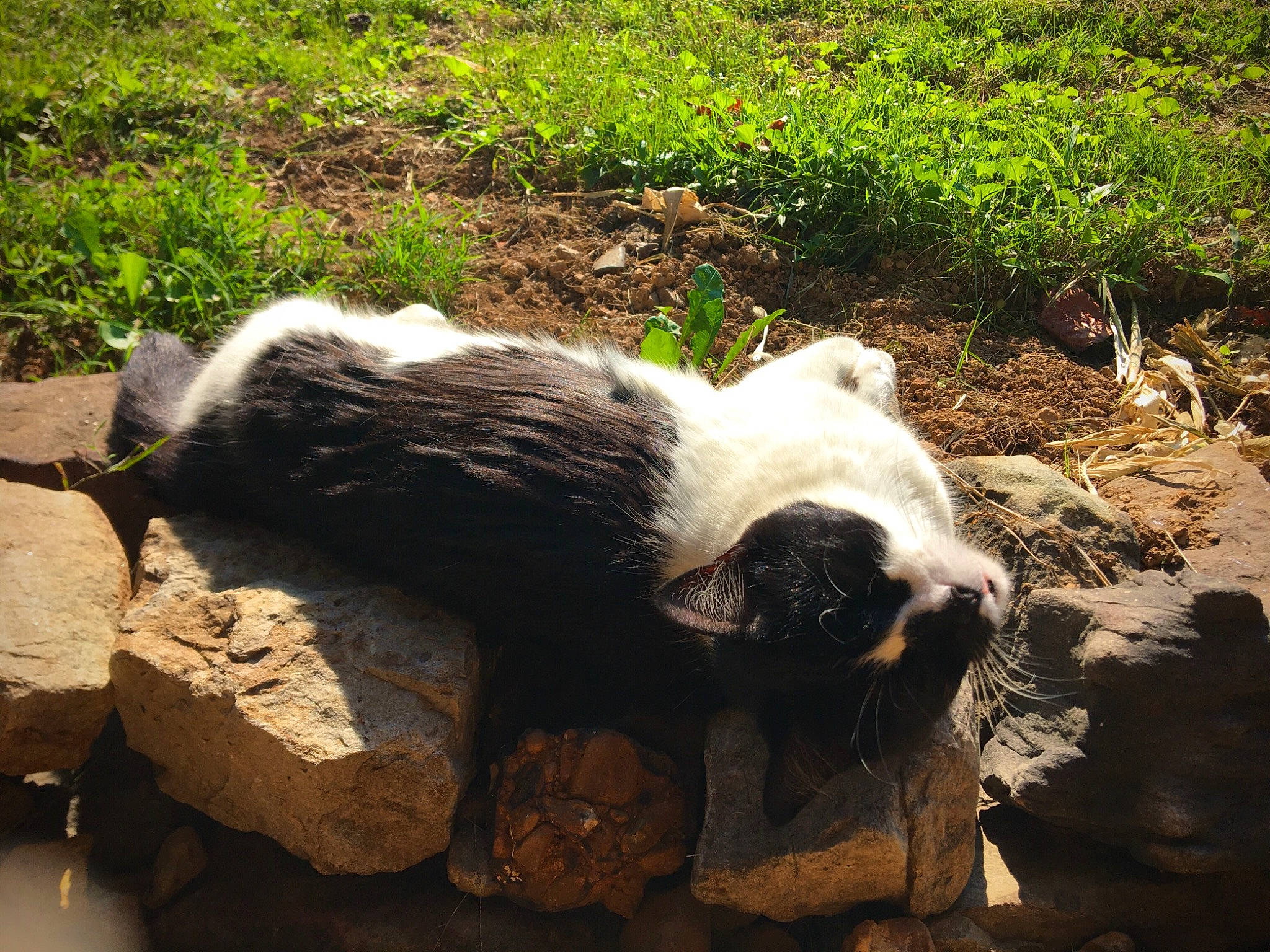 Jasmine is registered to the contest to win money with this photo: canidae, carnivore, claw, dog_breed, fur, grass, groundcover, plant, rock, snout, soil, sporting_group, tail, terrestrial_animal, wildlife, zoo