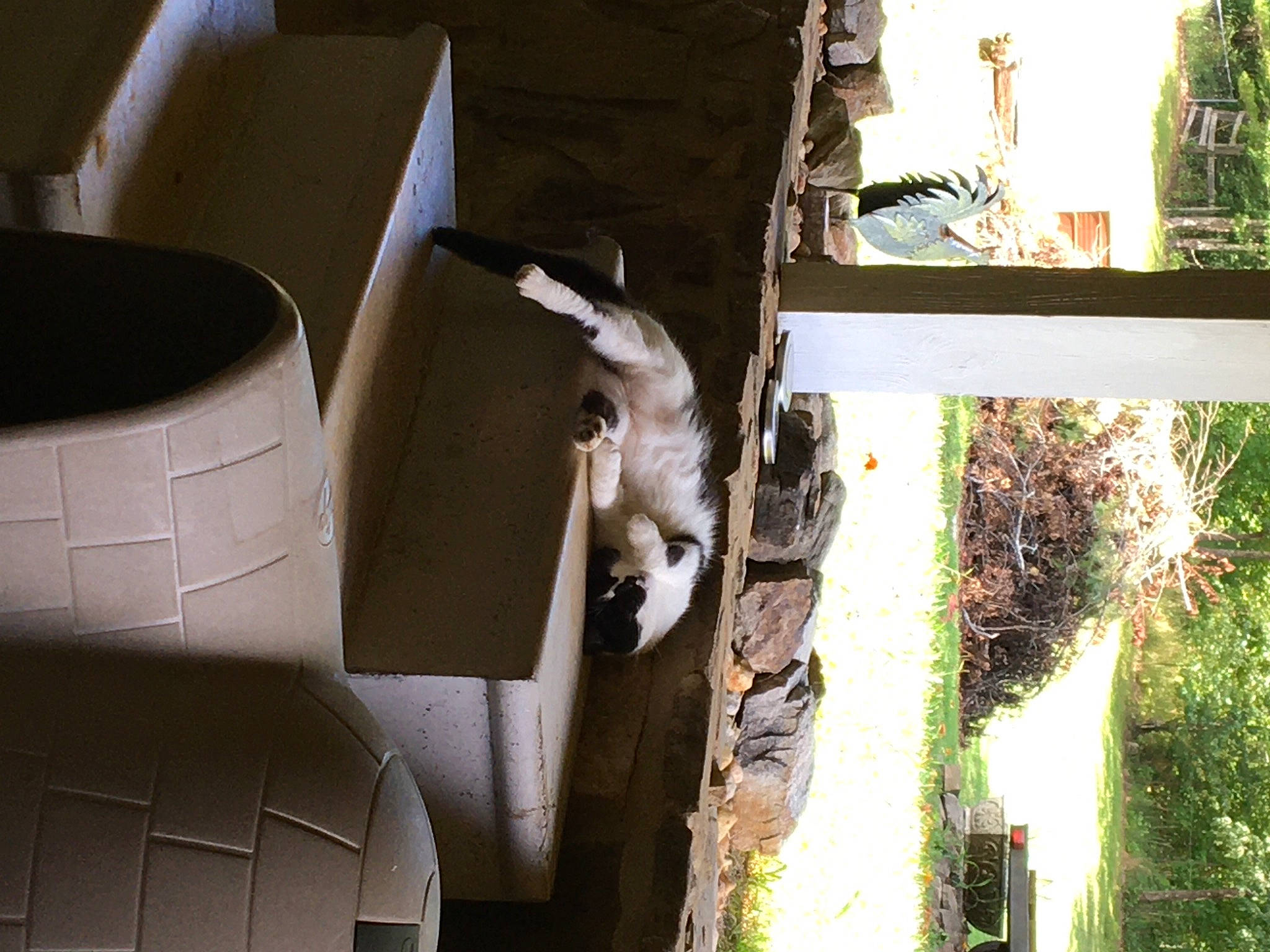 Jasmine is registered to the contest to win money with this photo: alloy_wheel, automotive_design, automotive_exterior, automotive_tire, felidae, fender, grass, house, mammal, motor_vehicle, plant, synthetic_rubber, tints_and_shades, tire, tread, tree, vertebrate, wheel, window, wood