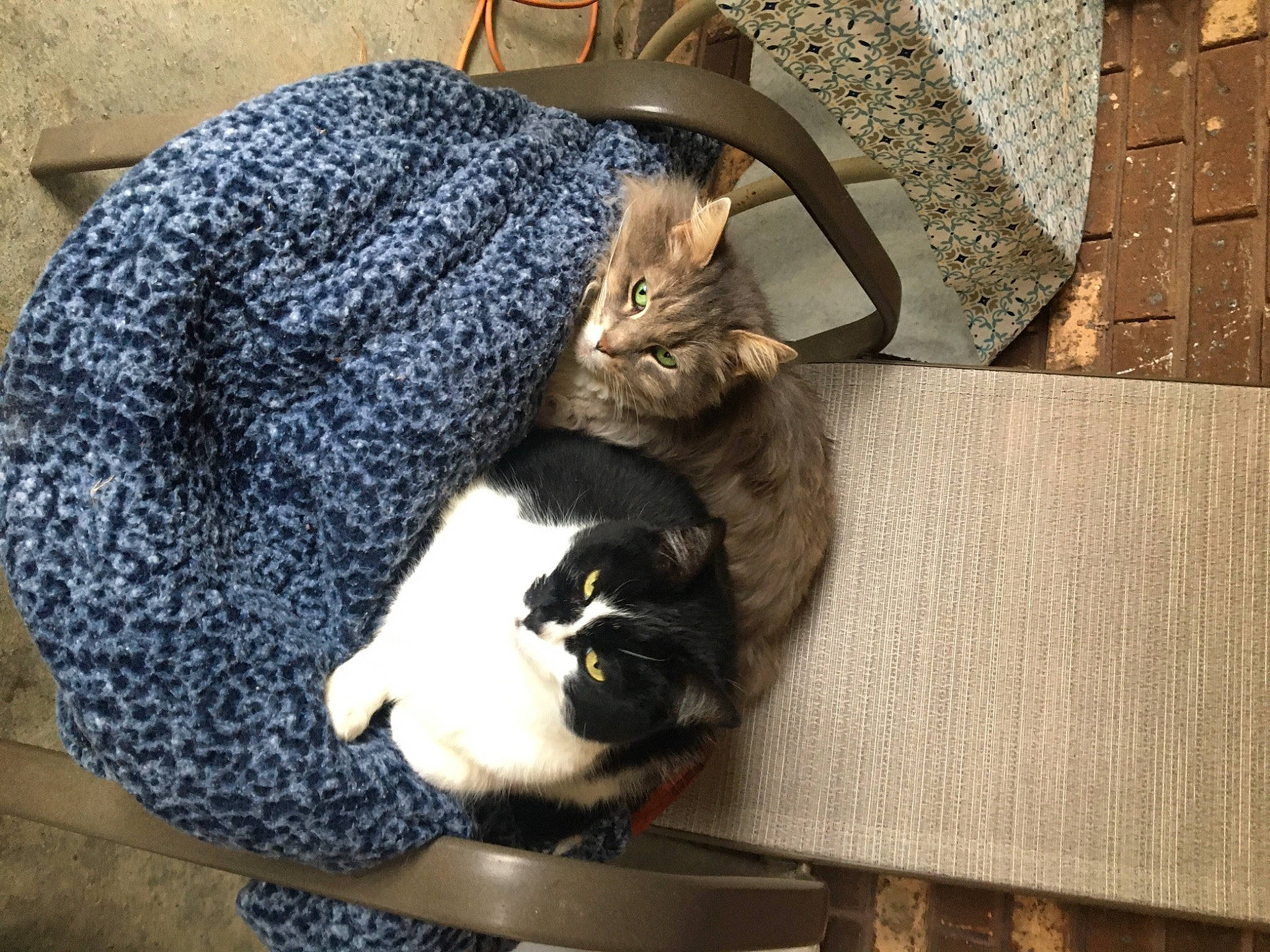 Jasmine is registered to the contest to win money with this photo: box, carnivore, cat, cat_supply, claw, comfort, domestic_short_haired_cat, felidae, flooring, fur, grey, nap, pet_supply, sitting, small_to_medium_sized_cats, tail, textile, whiskers, wood