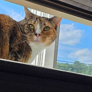 Safari joined the competition — help win amazing prizes! animal, blind, calico, cat, closeup, clouds, curious, daylight, feline, green_eyes, house, indoor_outdoor, looking, nature, outdoor, pet, sky, whiskers, window, window_frame