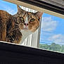 animal, blind, calico, cat, closeup, clouds, curious, daylight, feline, green_eyes, house, indoor_outdoor, looking, nature, outdoor, pet, sky, whiskers, window, window_frame