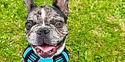 Azur a rejoint le concours — aidez-le/la à gagner de superbes lots ! animal, blue_harness, brindle, canine, close_up, dog, ears_up, excited, french_bulldog, friendly, grass, green, happy, nature, outdoor, pet, playful, smiling, tongue_out, young_dog