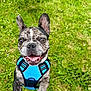 animal, blue_harness, brindle, canine, close_up, dog, ears_up, excited, french_bulldog, friendly, grass, green, happy, nature, outdoor, pet, playful, smiling, tongue_out, young_dog