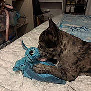 Azur participe au concours pour gagner de l'argent avec cette photo : animal, bed, bedroom, blanket, chair, cozy, cute, dog, ears, furniture, indoor, plush_toy, puppy, shelf, sitting, sniffing, soft, speckled, stuffed_animal, toy