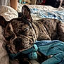 Azur participe au concours pour gagner de l'argent avec cette photo : animal, bed, blanket, comfort, cozy, cute, dog, domestic, french_bulldog, fur, indoor, napping, paw, pet, plush_toy, relaxed, resting, sleeping, snuggle, toy