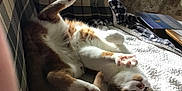 Joey is registered to the contest to win money with this photo: animal, blanket, cat, couch, cozy, cute, feline, fur, home, indoor, light, paws, pet, plaid, relaxed, resting, shadow, soft, stretching, upside_down