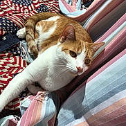 Joey is registered to the contest to win money with this photo: american_flag, animal, bed, blanket, cat, comfort, cozy, cute, domestic_animal, fur, indoor, leisure, orange_and_white, paw, pet, relaxed, resting, striped_sheets, sunlight, whiskers