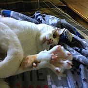 Joey joined the competition — help win amazing prizes! abyssinian, animal, bed, bedroom, blanket, cat, couch, electronics, furniture, hardware, homedecor, kitten, linen, manx, person, pet, quilt, siamese, sleeping, towel