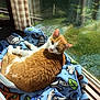 Joey is registered to the contest to win money with this photo: animal, blanket, cat, comfort, cozy, curious, daylight, feline, greenery, home, indoor, looking, orange_cat, pet, relaxed, resting, soft, sunlight, white_cat, window